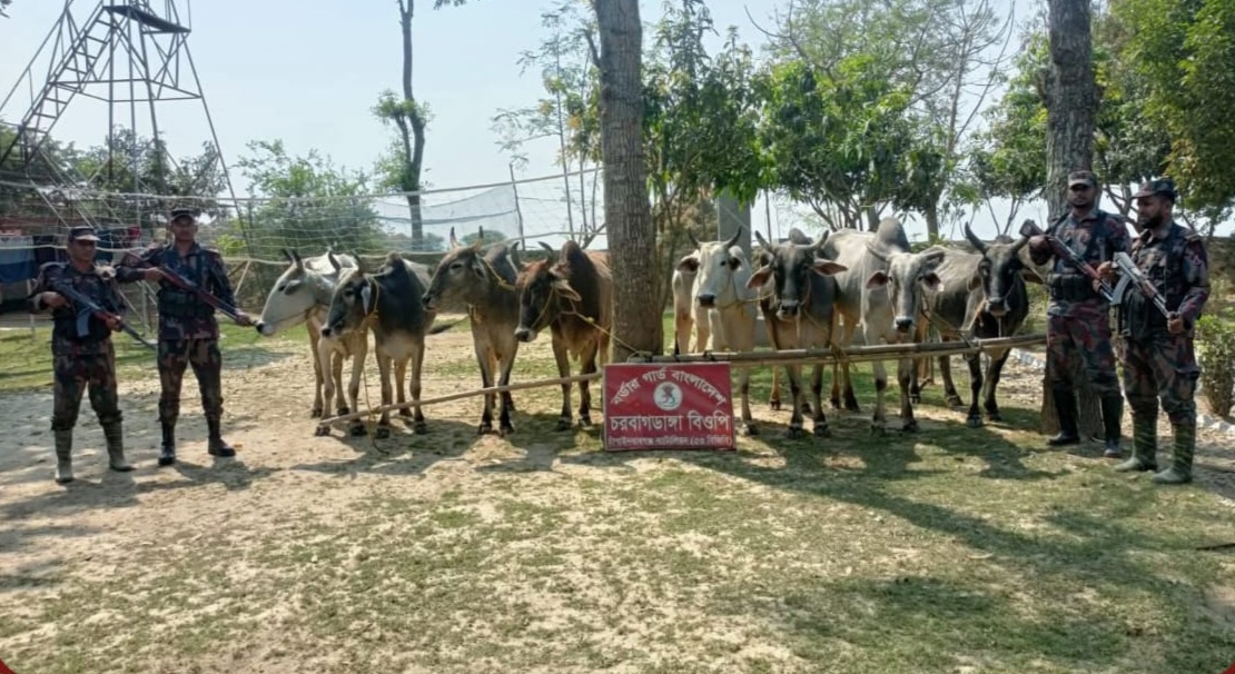 চাঁপাইনবাবগঞ্জ ব্যাটালিয়ন (৫৩ বিজিবি) সীমান্তে পৃথক অভিযানে বিপুল পরিমান ভারতীয় গরু জব্দ