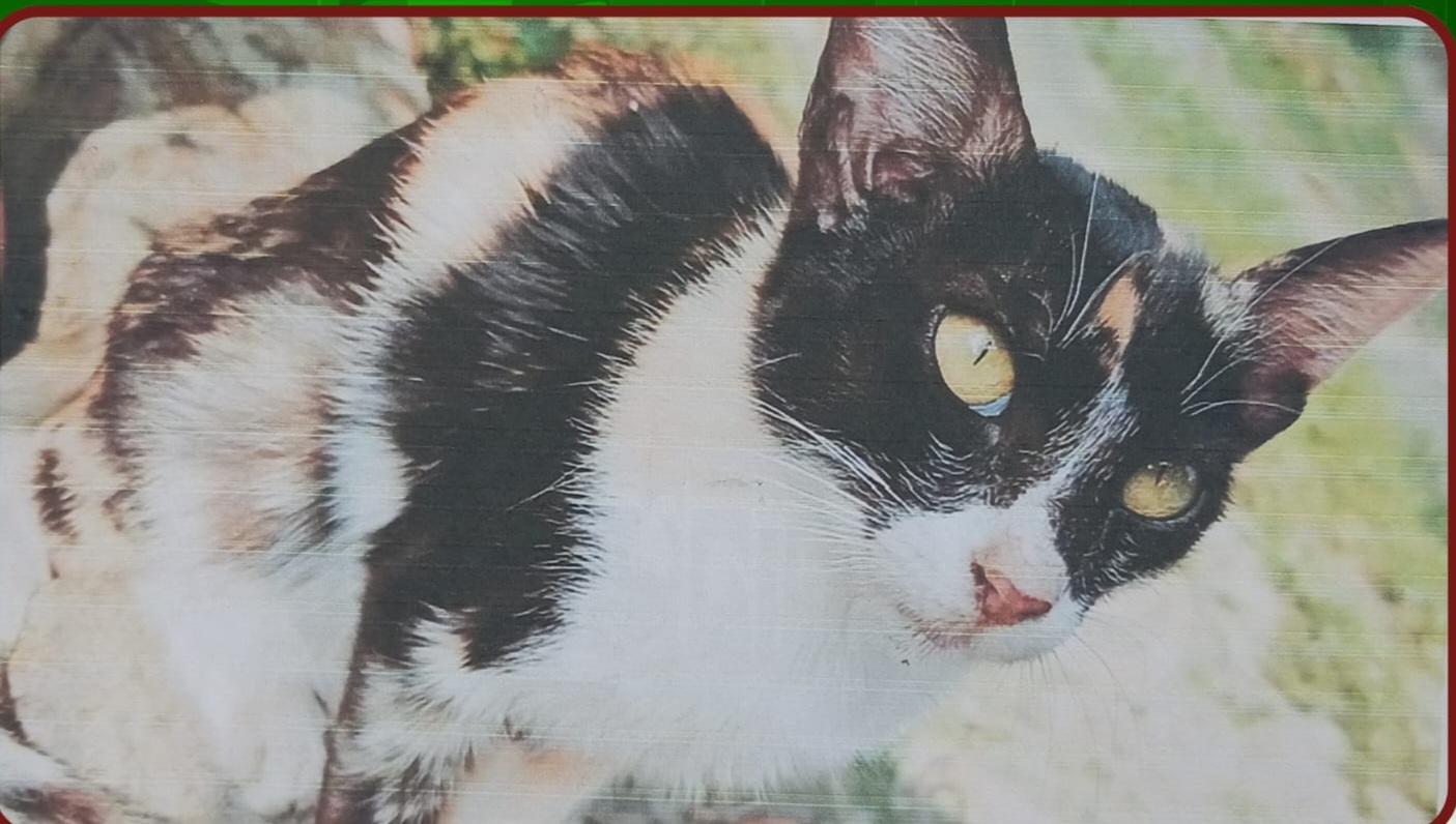 ঢাকার নবাবগঞ্জে একটি পোষা বিড়াল হারিয়ে মালিক দেয়াল ও গুরুত্বপূর্ণ স্থানে “হারানো বিজ্ঞপ্তি” সম্বলিত পোস্টার লাগিয়েছেন।