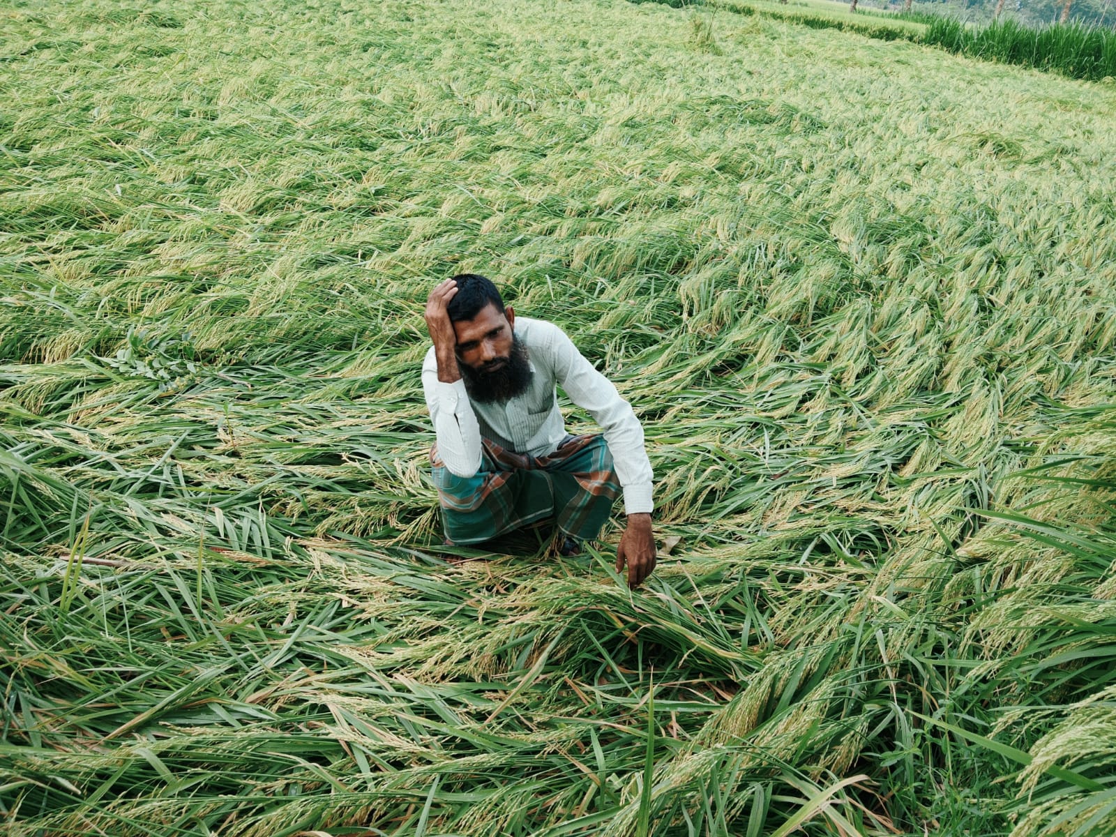 কেশবপুরে আকস্মিক ঘূর্ণিঝড়ে ধান লুটিয়ে পড়া, দুশ্চিন্তায় কৃষক