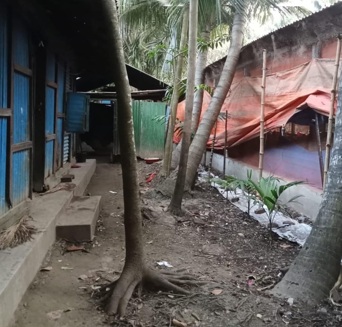 নোয়াখালী চাটখিলে বসতঘরের পাশে মুরগী ফার্ম, দুর্গন্ধে বাড়ির লোকজন অতিষ্ঠ